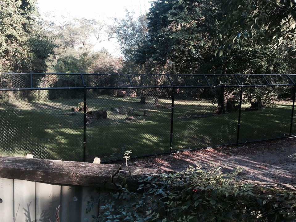 South American Pampas- Maned Wolf/Giant Anteater