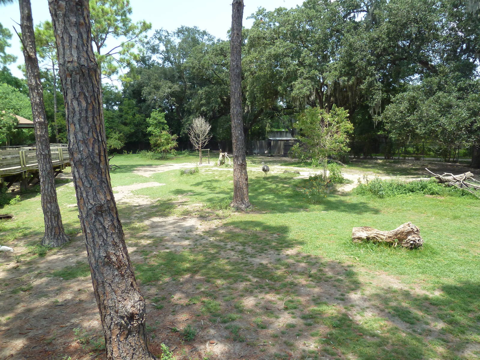 South American Pampas - Multi-Acre, Mixed-Species Exhibit