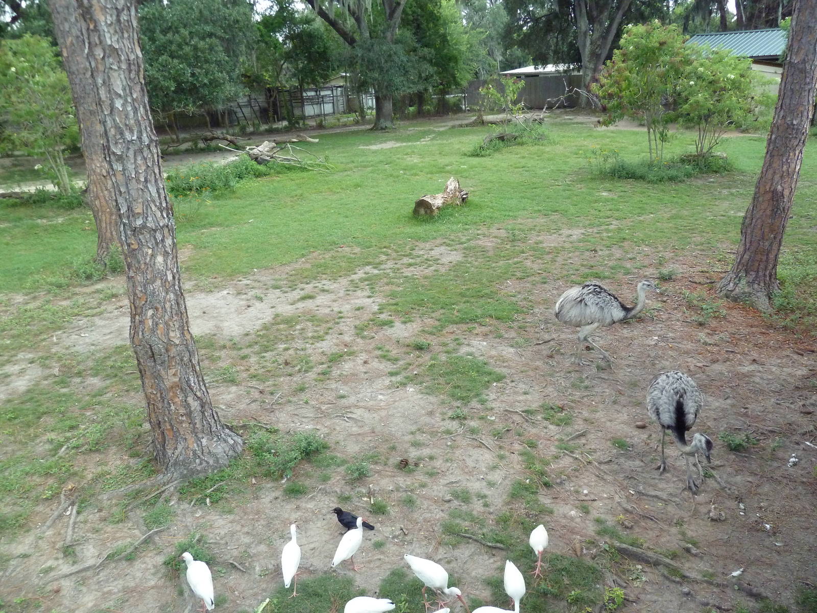 South American Pampas - Multi-Acre, Mixed-Species Exhibit
