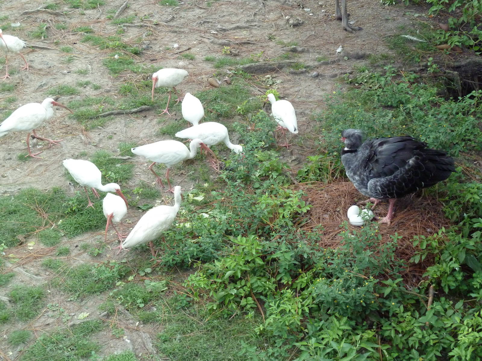 South American Pampas - Multi-Acre, Mixed-Species Exhibit