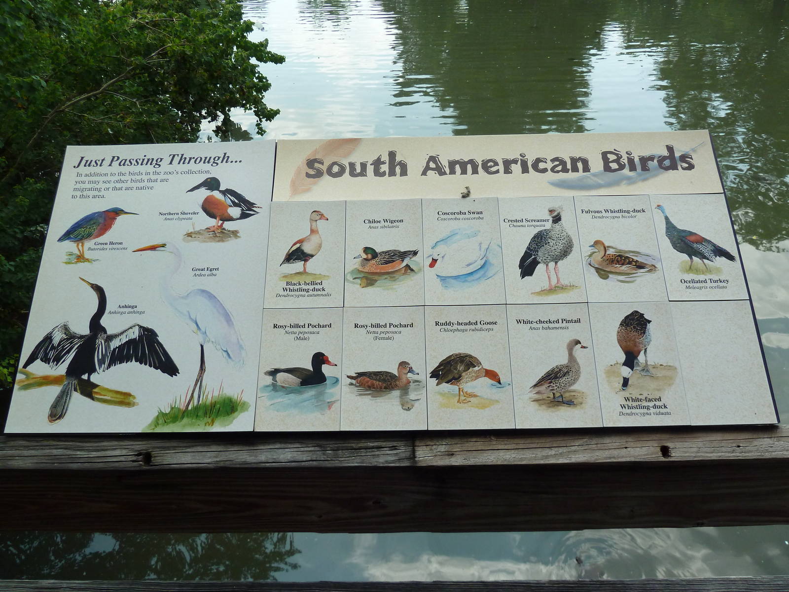 South American Pampas - Multi-Acre, Mixed-Species Exhibit