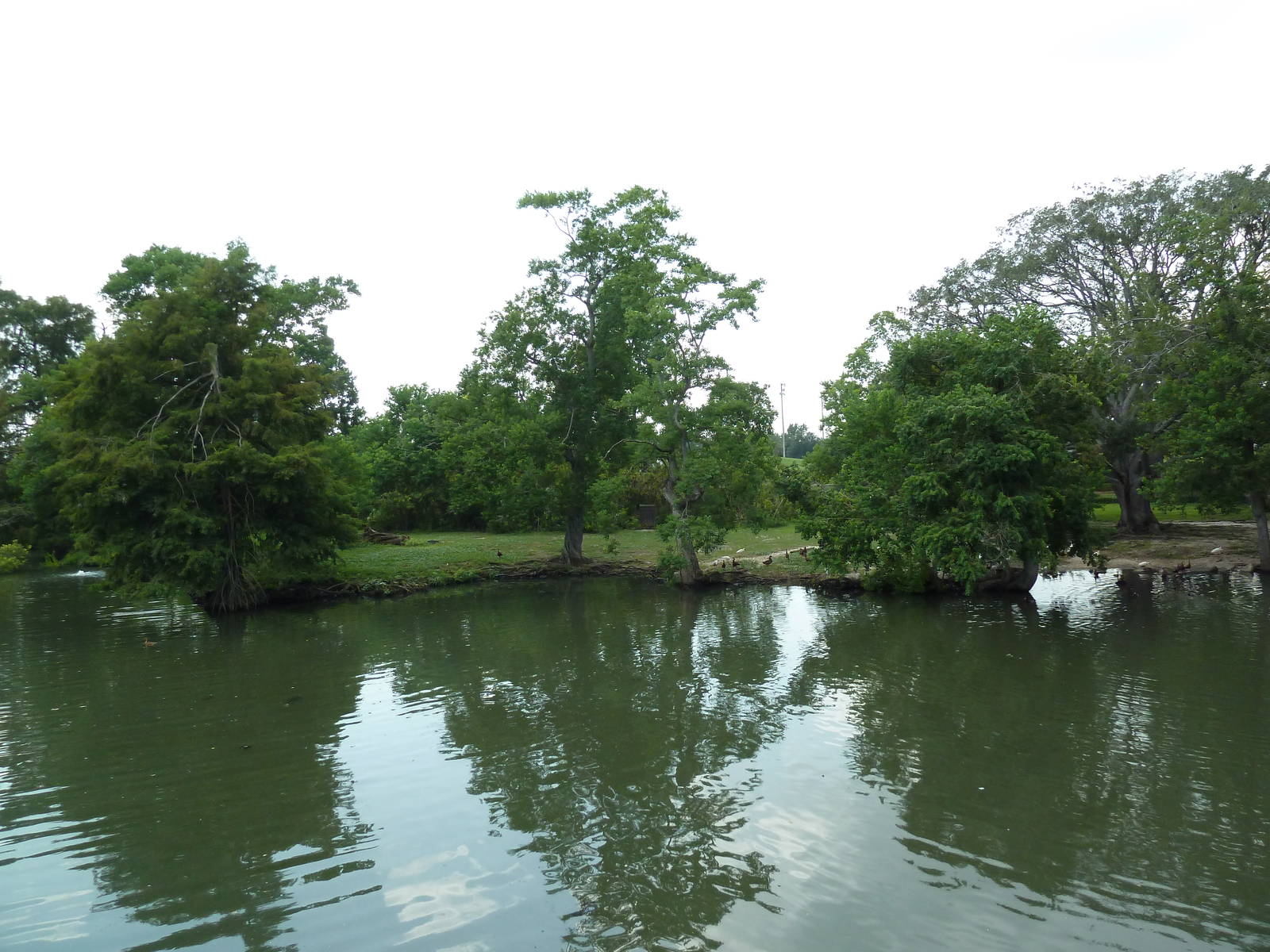 South American Pampas - Multi-Acre, Mixed-Species Exhibit