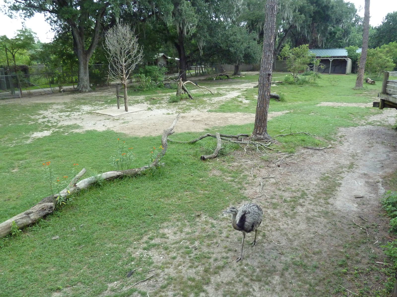 South American Pampas - Multi-Acre, Mixed-Species Exhibit
