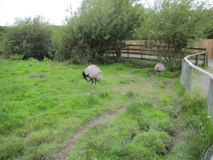 South American Pampas