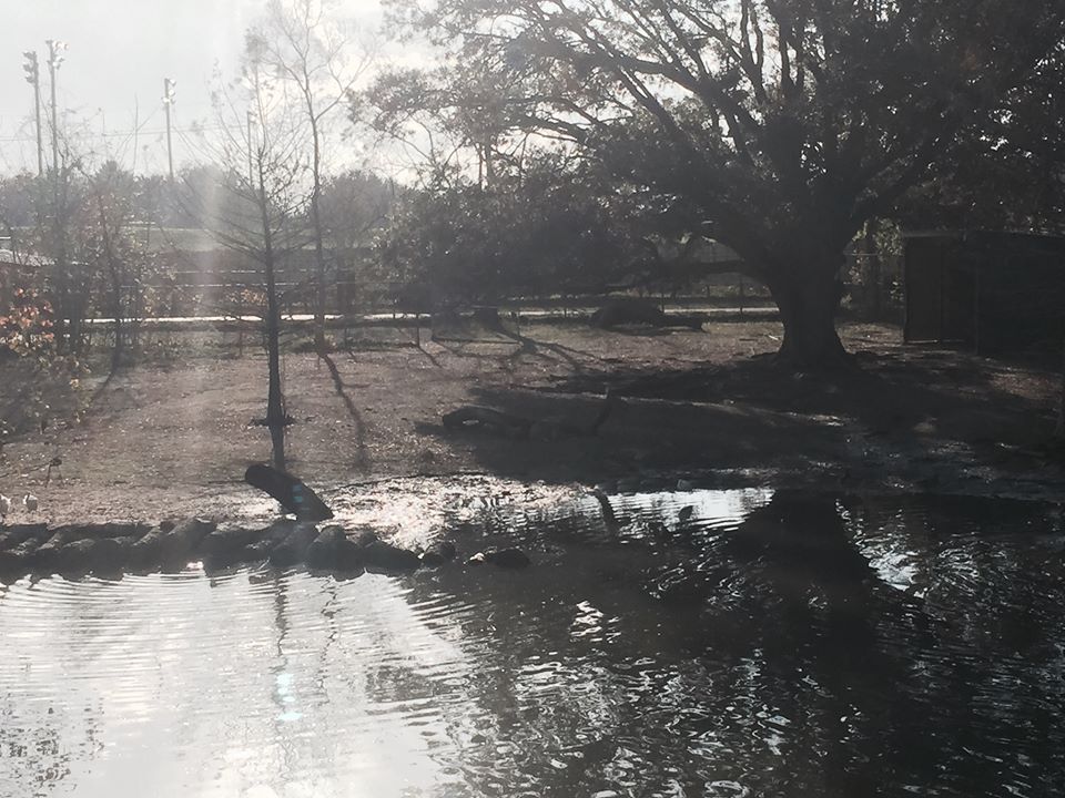 South American Pampas