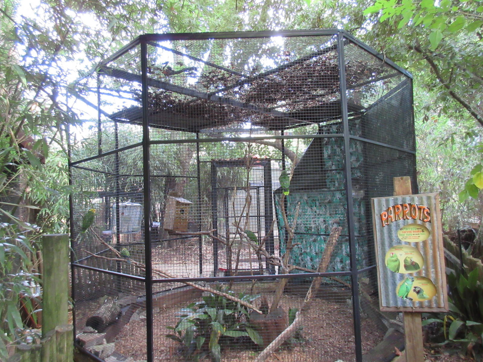 South American Parrot Aviary (4 Species)
