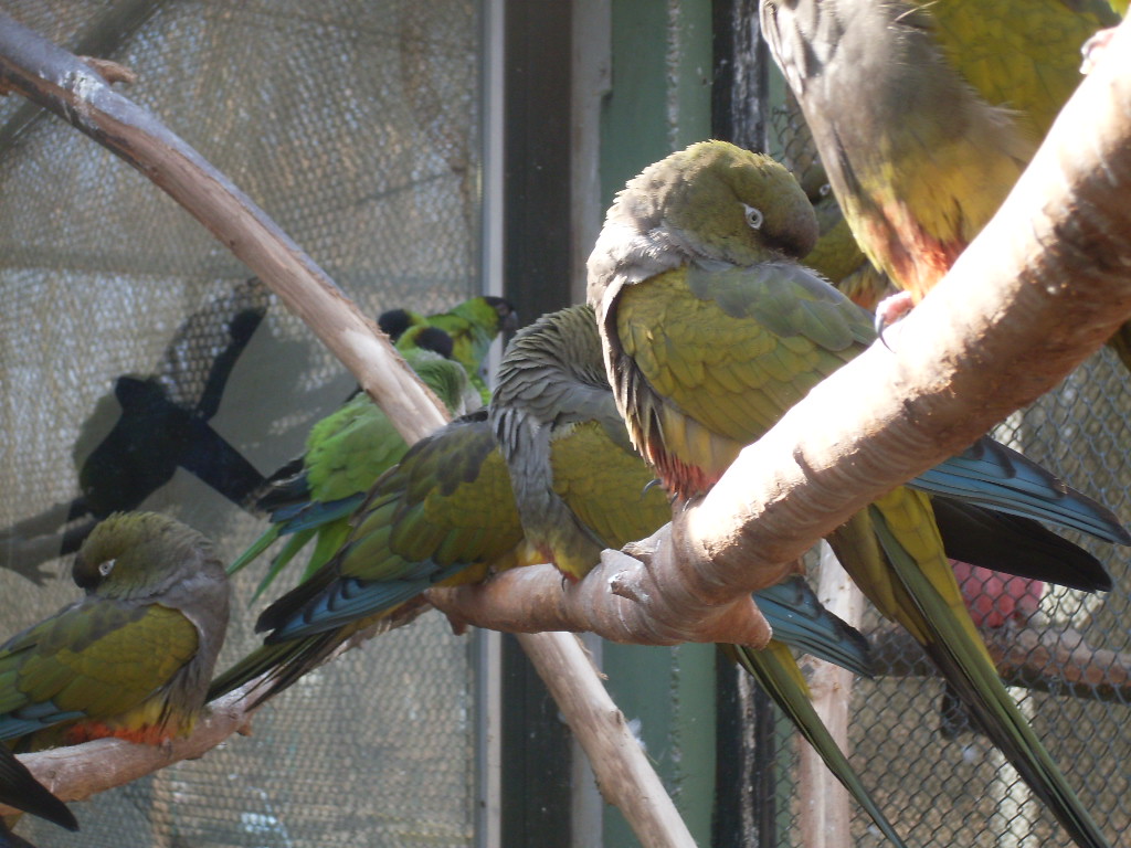 South-American parrots mixed exhibit