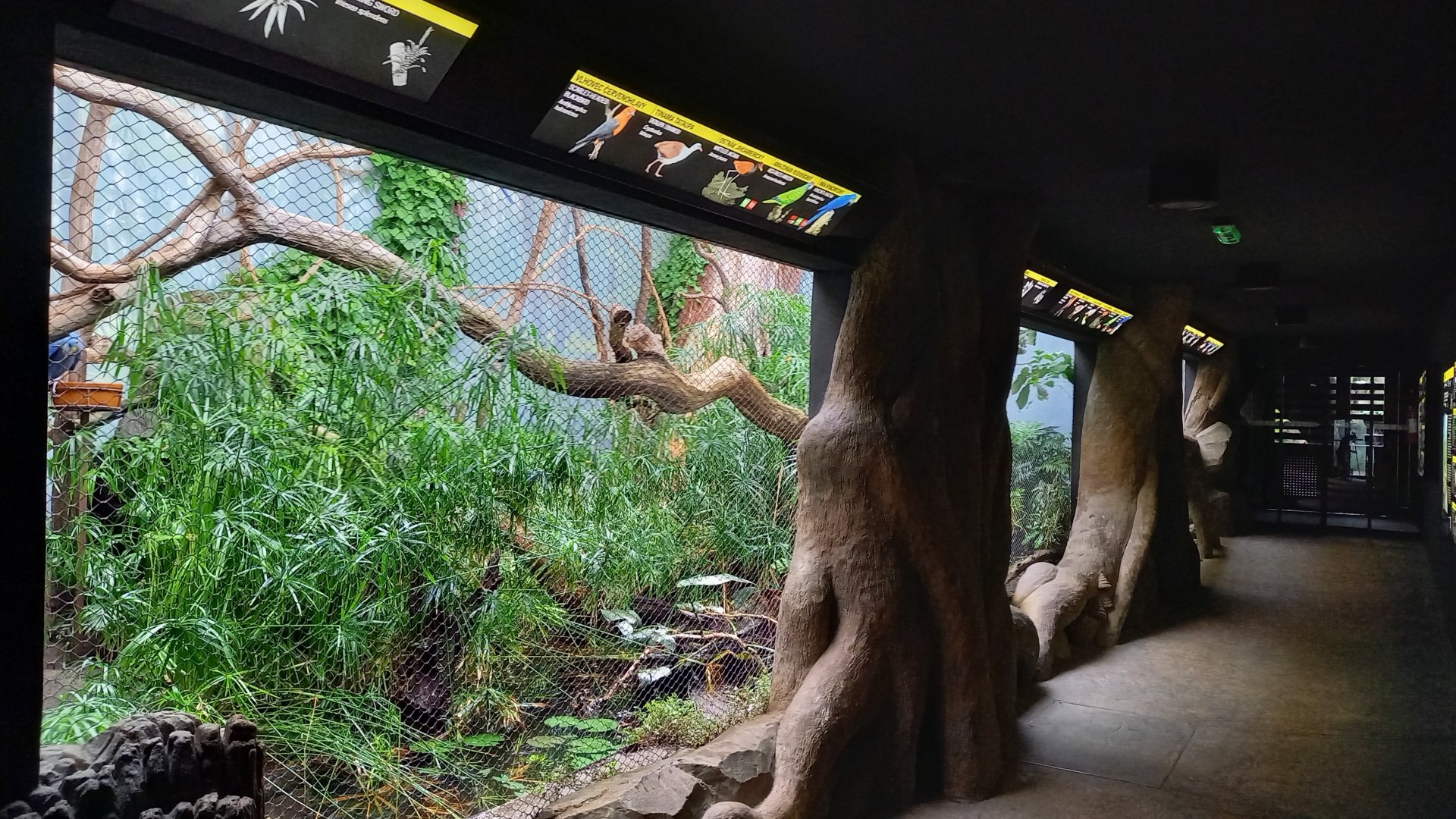 South American part of the new Bird House