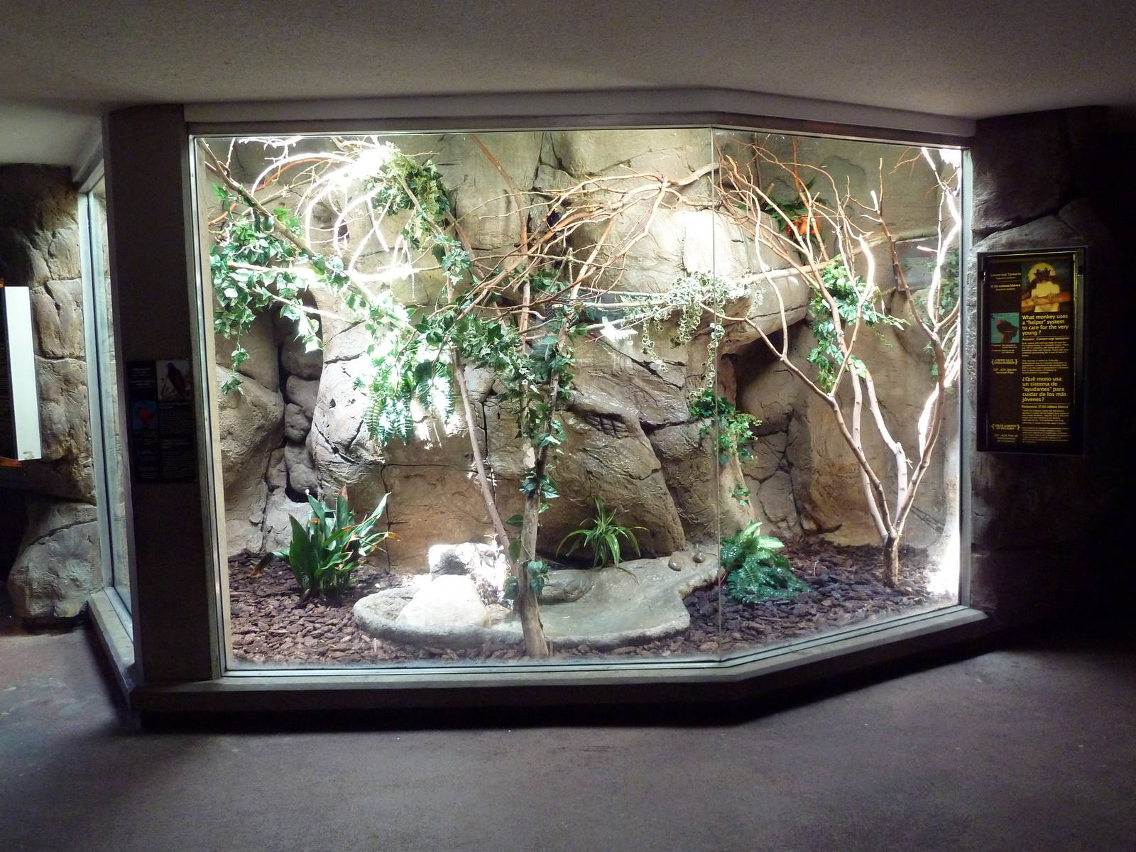 South American Pavilion - Cotton Top Tamarin Exhibit