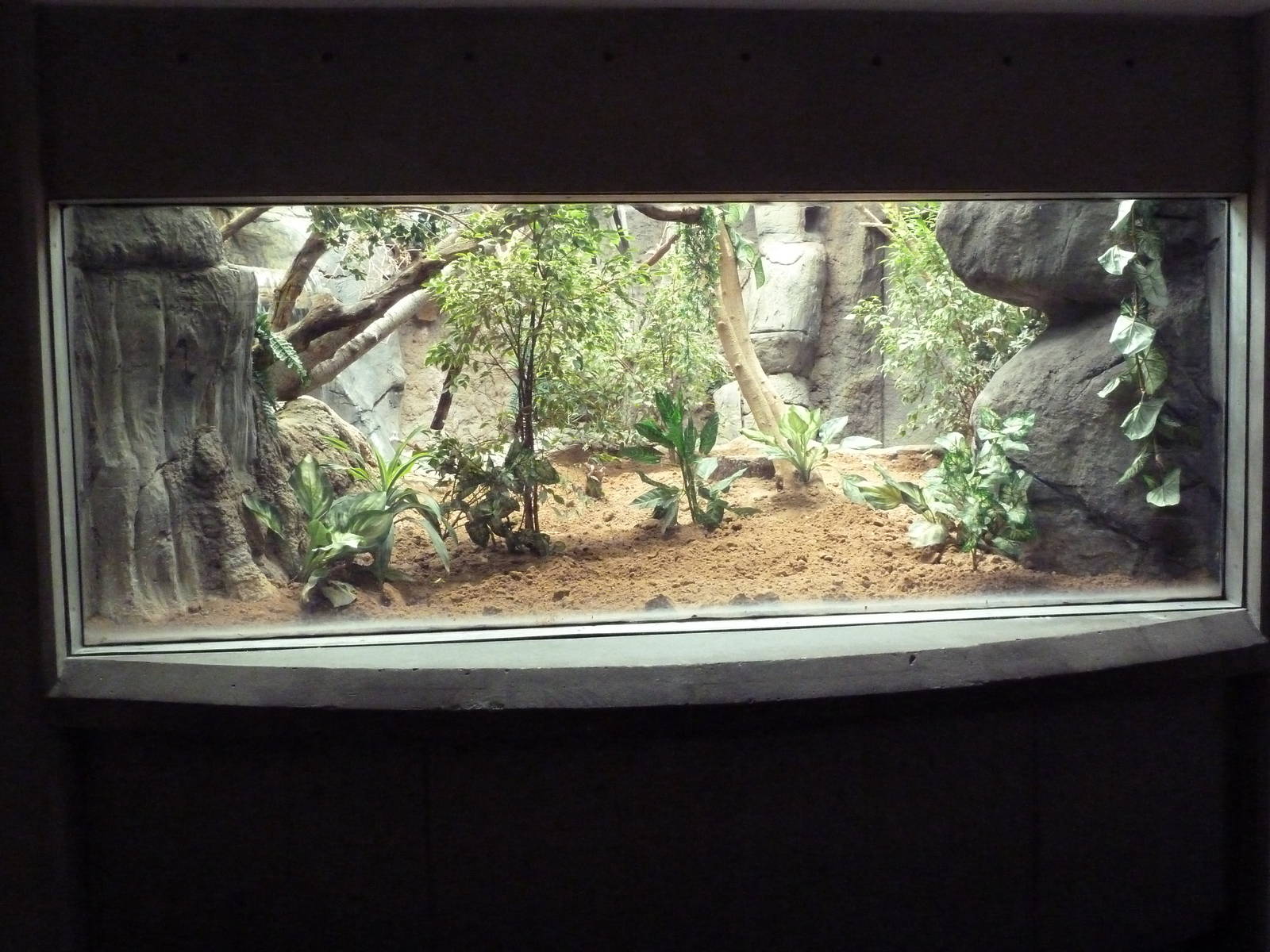 South American Pavilion - Geoffrey's Marmoset Exhibit