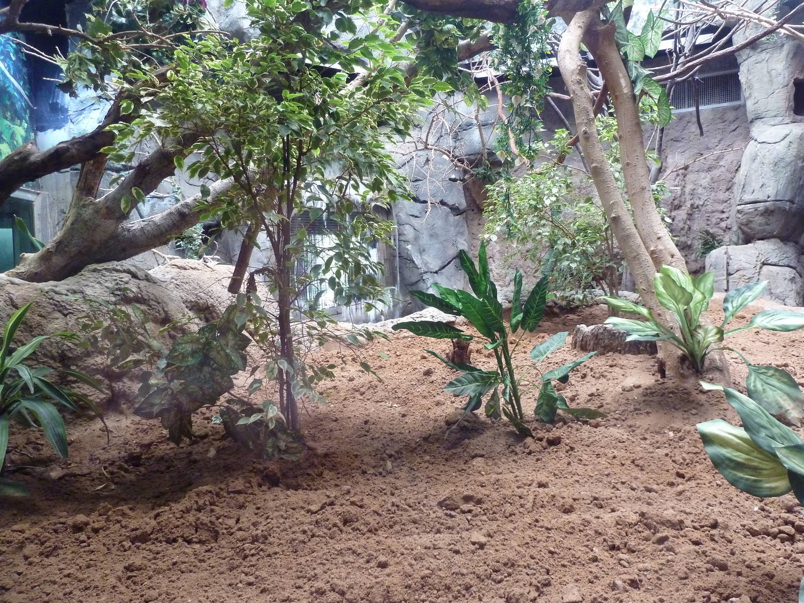 South American Pavilion - Geoffrey's Marmoset Exhibit