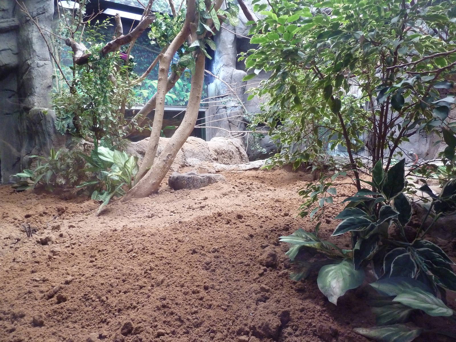 South American Pavilion - Geoffrey's Marmoset Exhibit