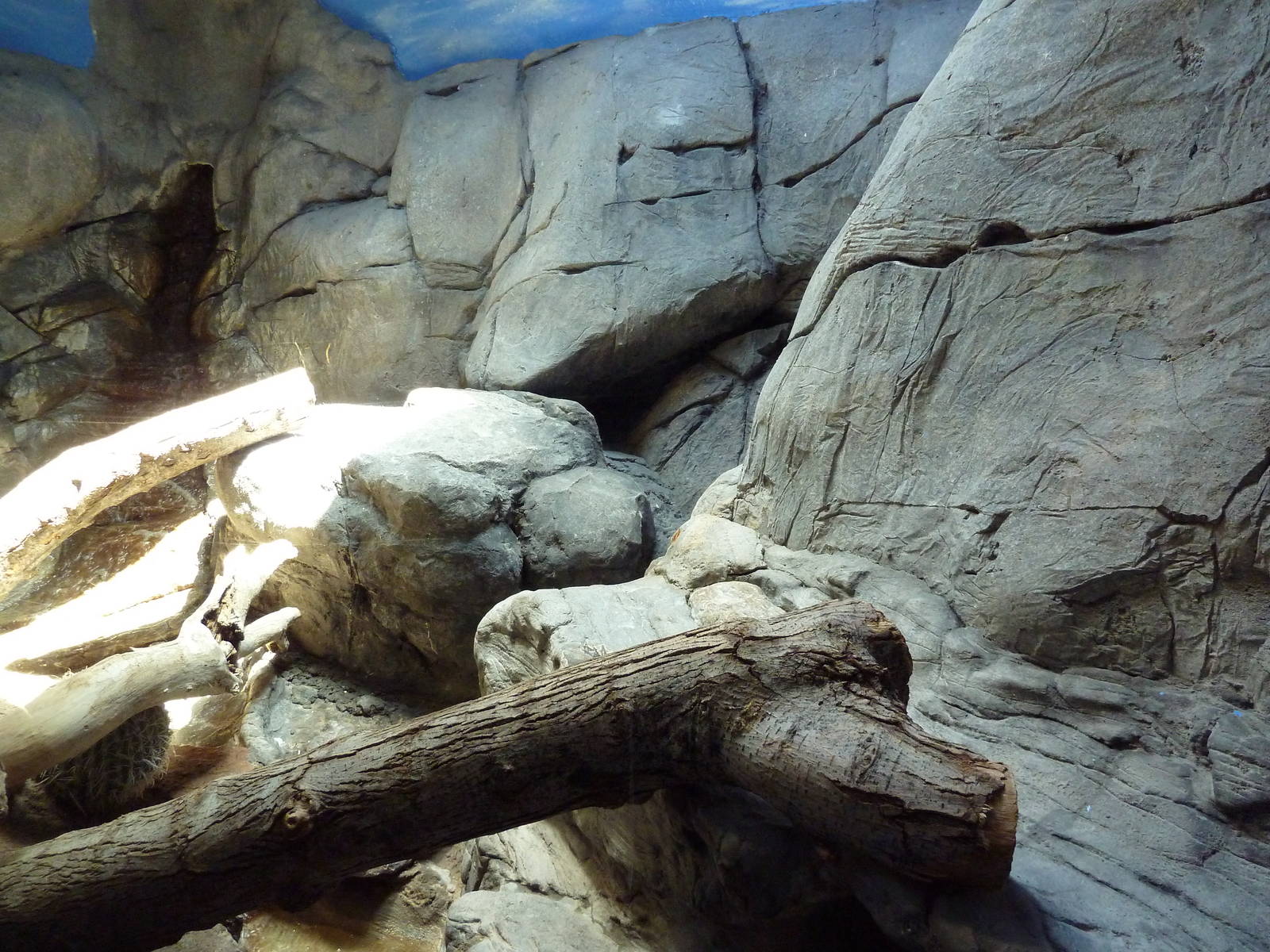 South American Pavilion - Rhinoceros Iguana Exhibit