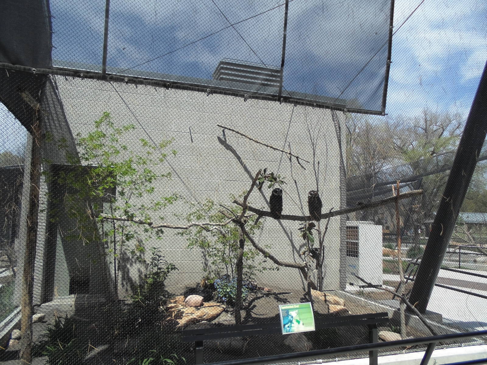 South American Pavilion - Spectacled Owl Exhibit