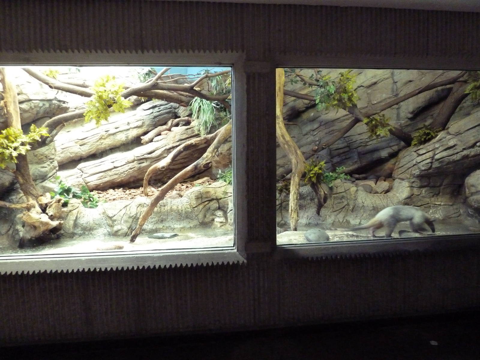 South American Pavilion - Tamandua Exhibit