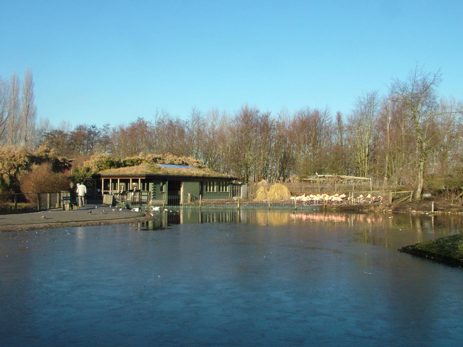 South American Pen at Martin Mere, 28/01/11