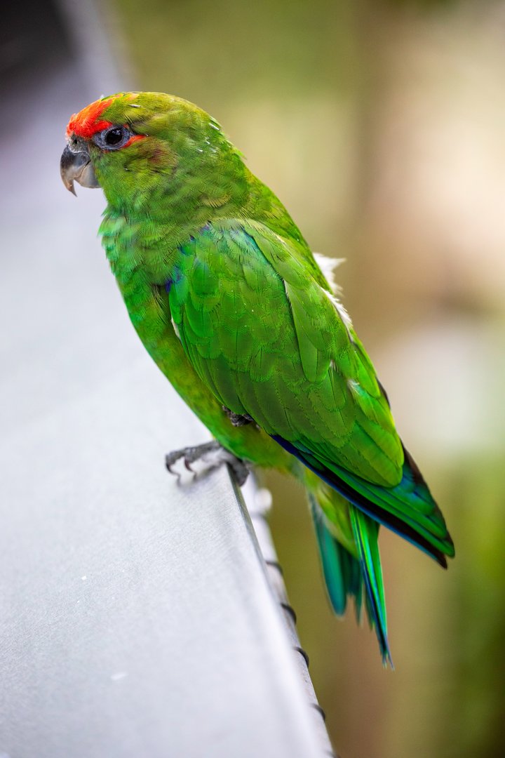 South American pileated parrot (Pionopsitta pileata)