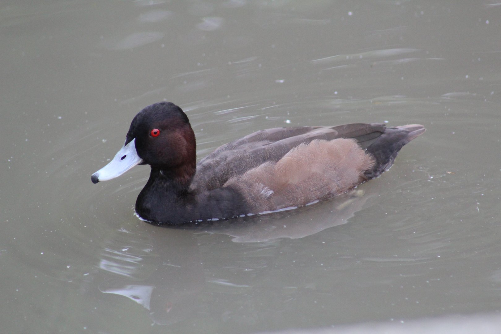 South American Pochard