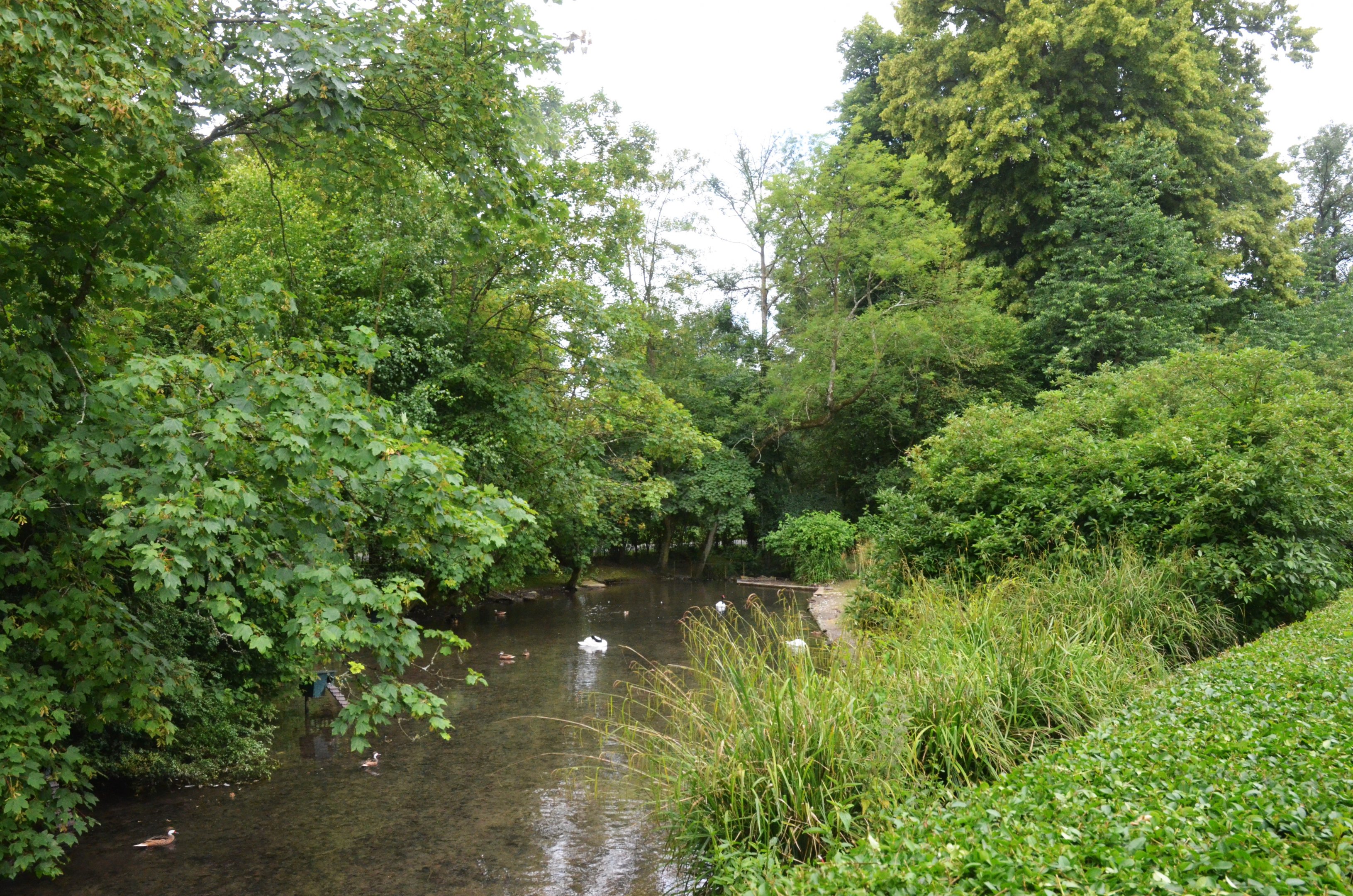 South American Pond at Clères, 16/06/18