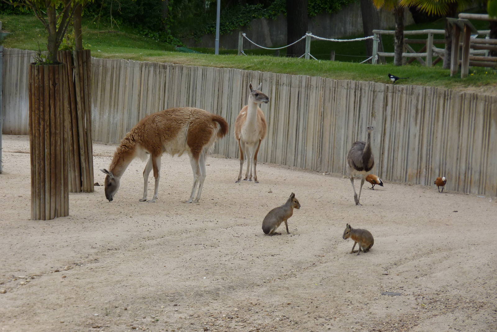 South American Prairie, June 2013