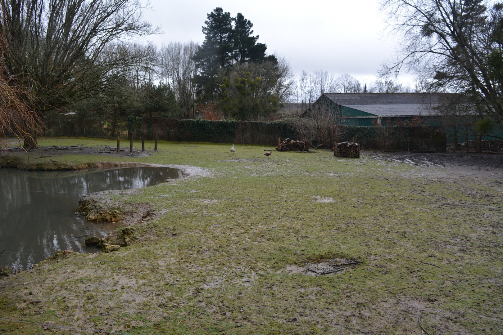 South american prairie