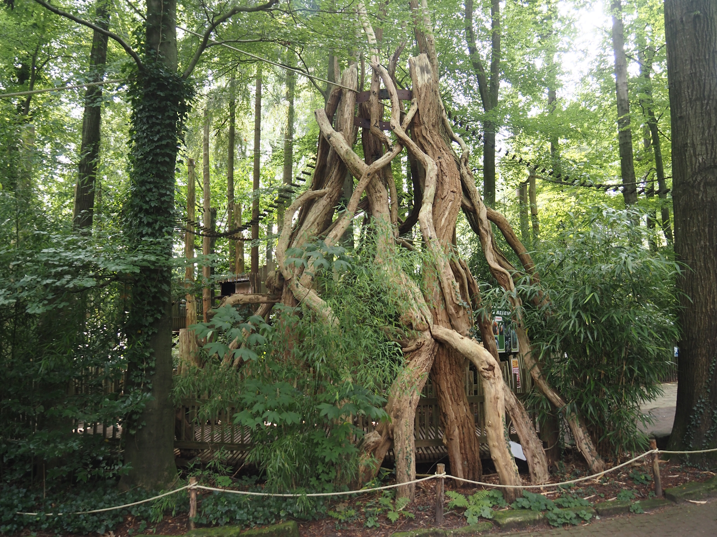 South American primate walk-through area - Entrance to the monkey tree-top path with impression of a strangler fig, 2024-08-18