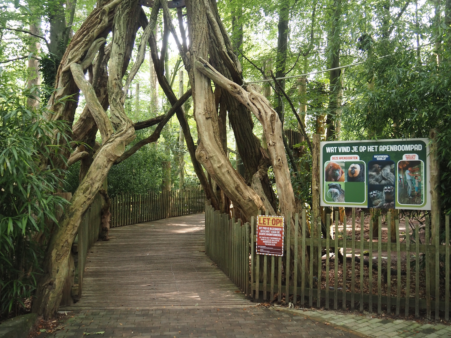 South American primate walk-through area - Entrance to the monkey tree-top path with impression of a strangler fig, 2024-08-18