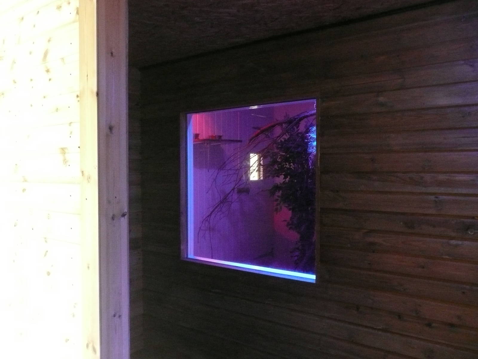 South American Primates