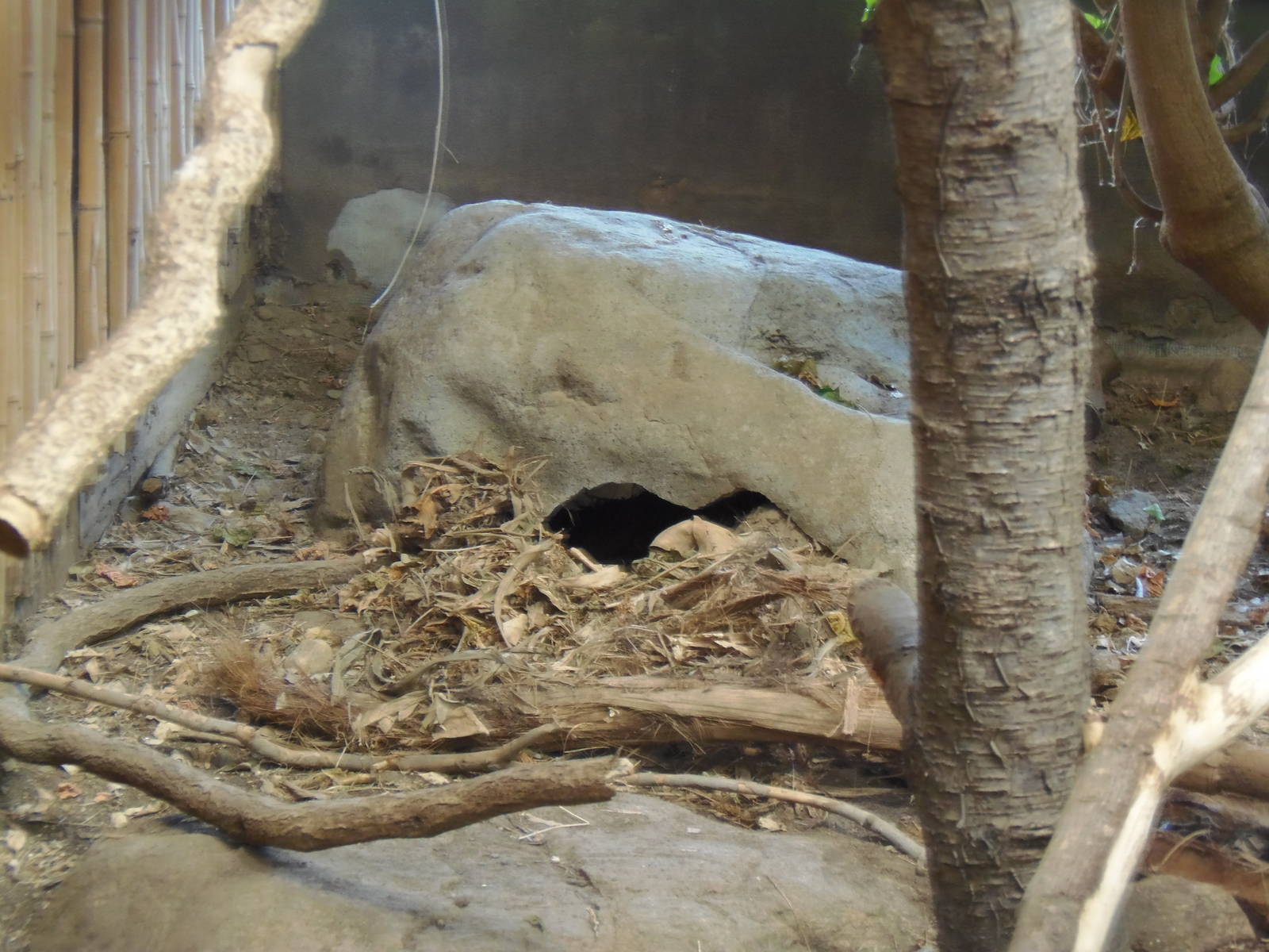 South American Rainforest- Agouti Nest