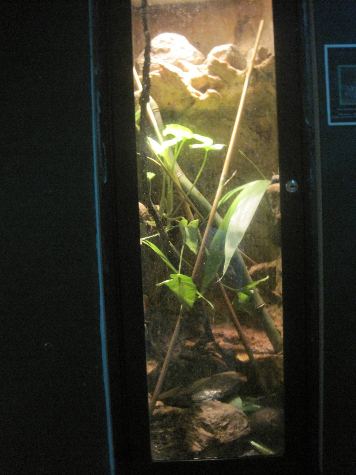South American Rainforest- Amazon Milk Frog Exhibit