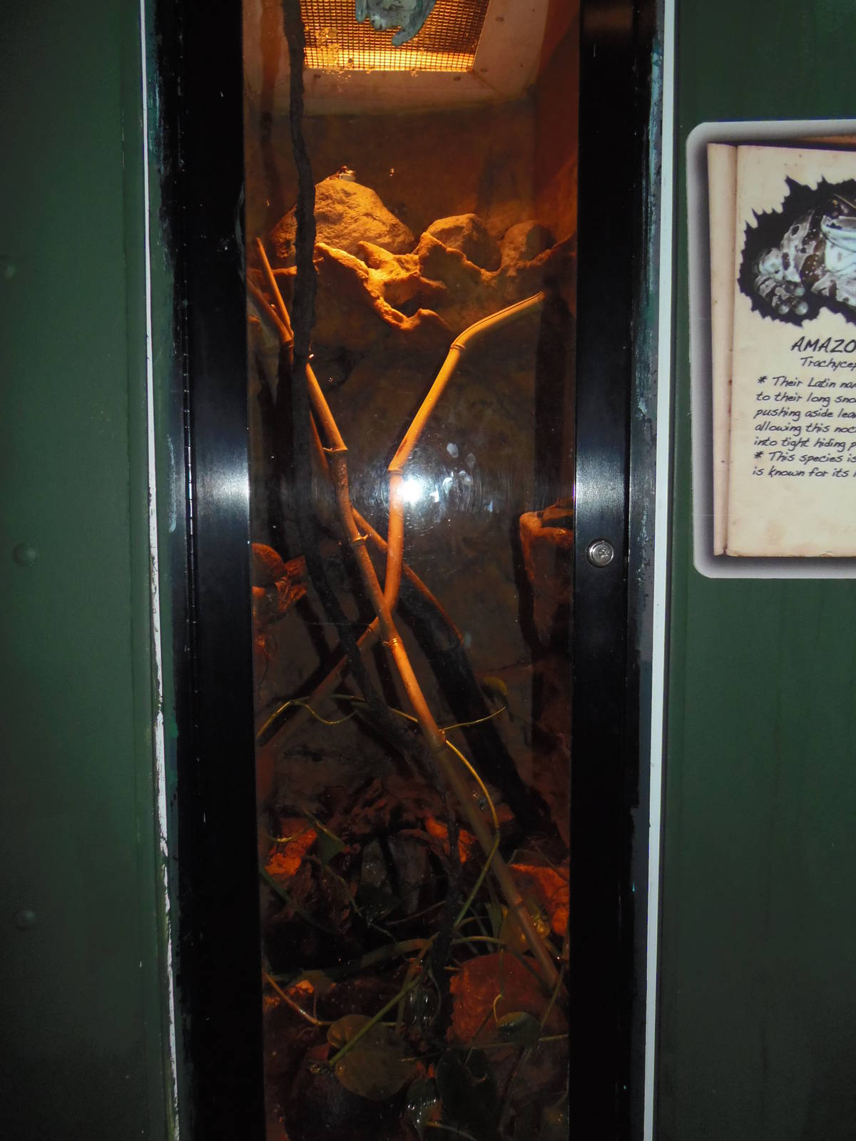 South American Rainforest- Amazon Milk Frog Exhibit