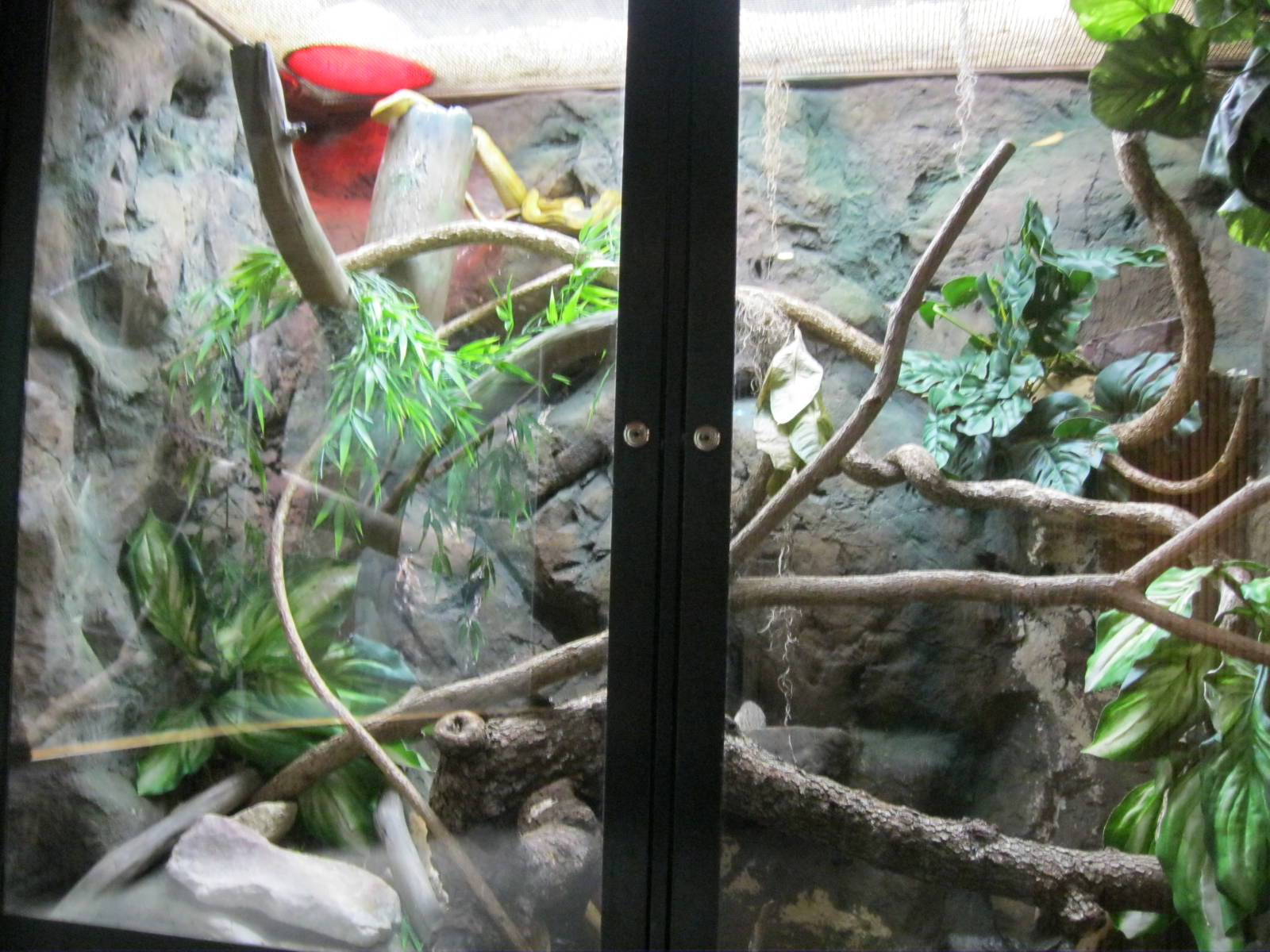 South American Rainforest- Boa/Caiman Exhibit