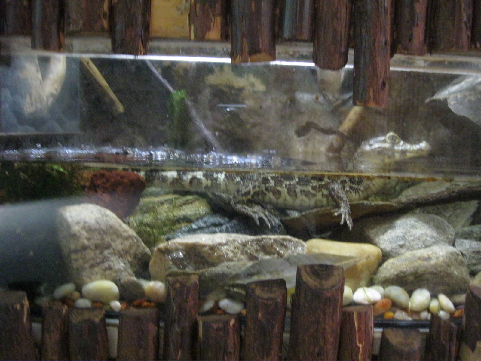 South American Rainforest- Boa\Caiman Exhibit