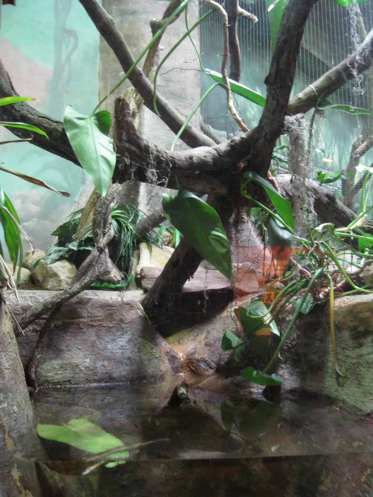South American Rainforest- Boa Constrictor Exhibit
