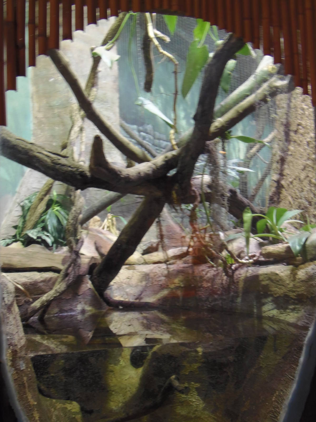 South American Rainforest- Boa Constrictor Exhibit