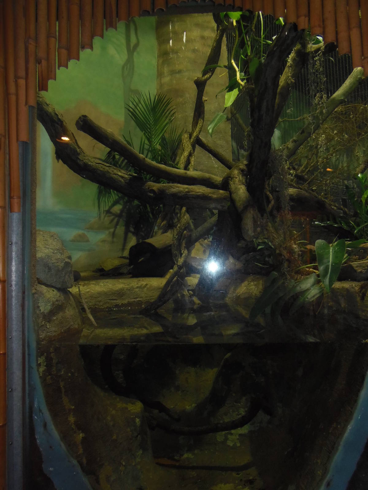 South American Rainforest- Boa Constrictor Exhibit