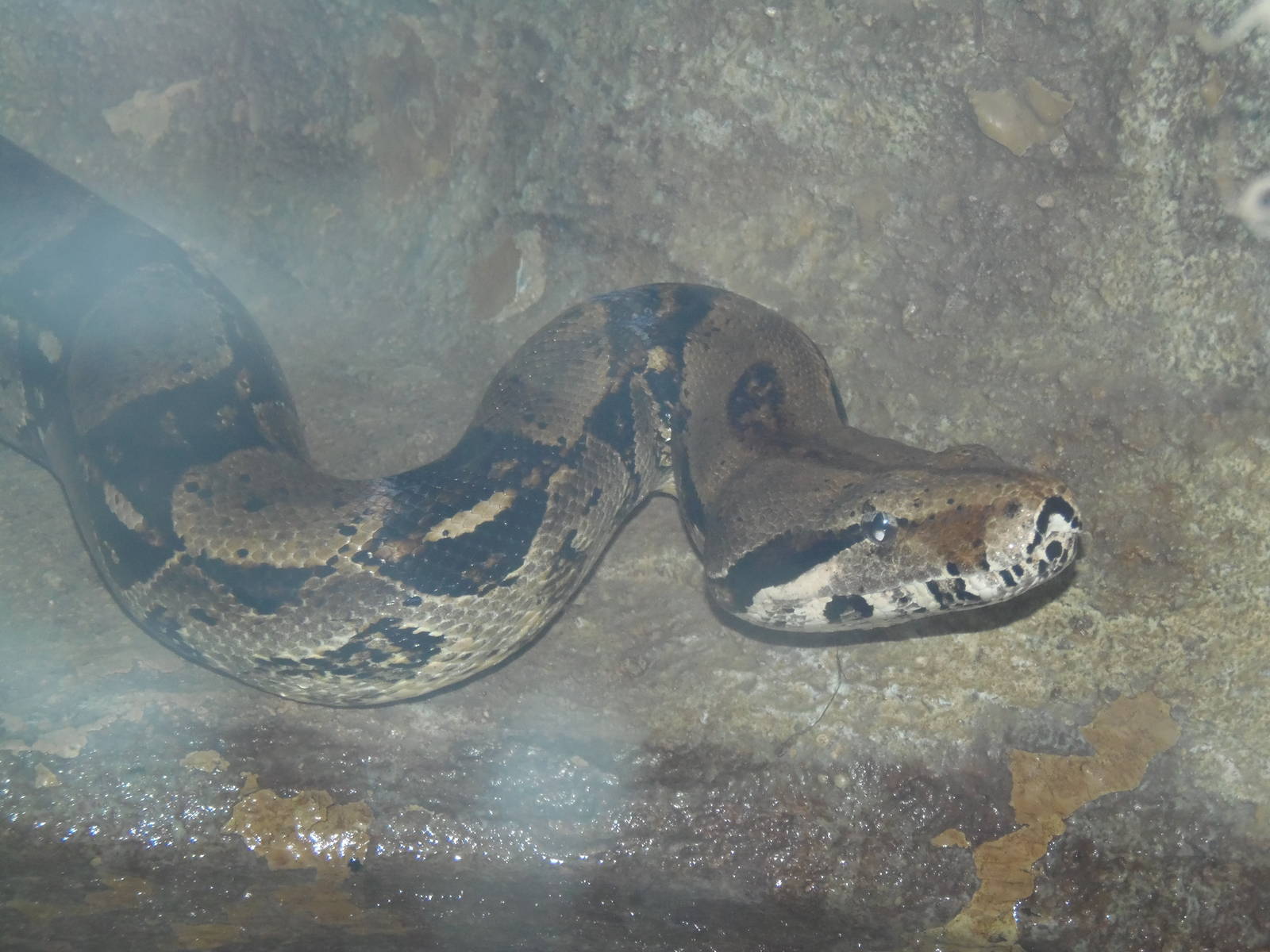 South American Rainforest- Boa Constrictor