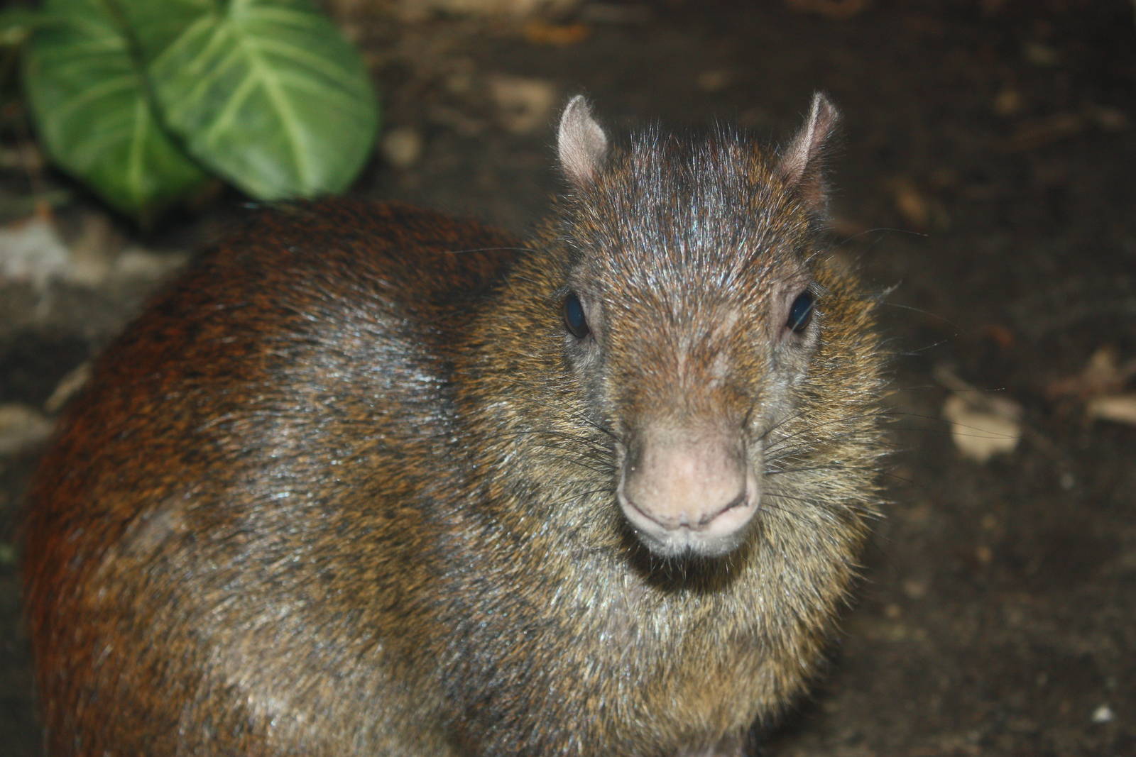 South American Rainforest- Brazilian Agouti Close-Up