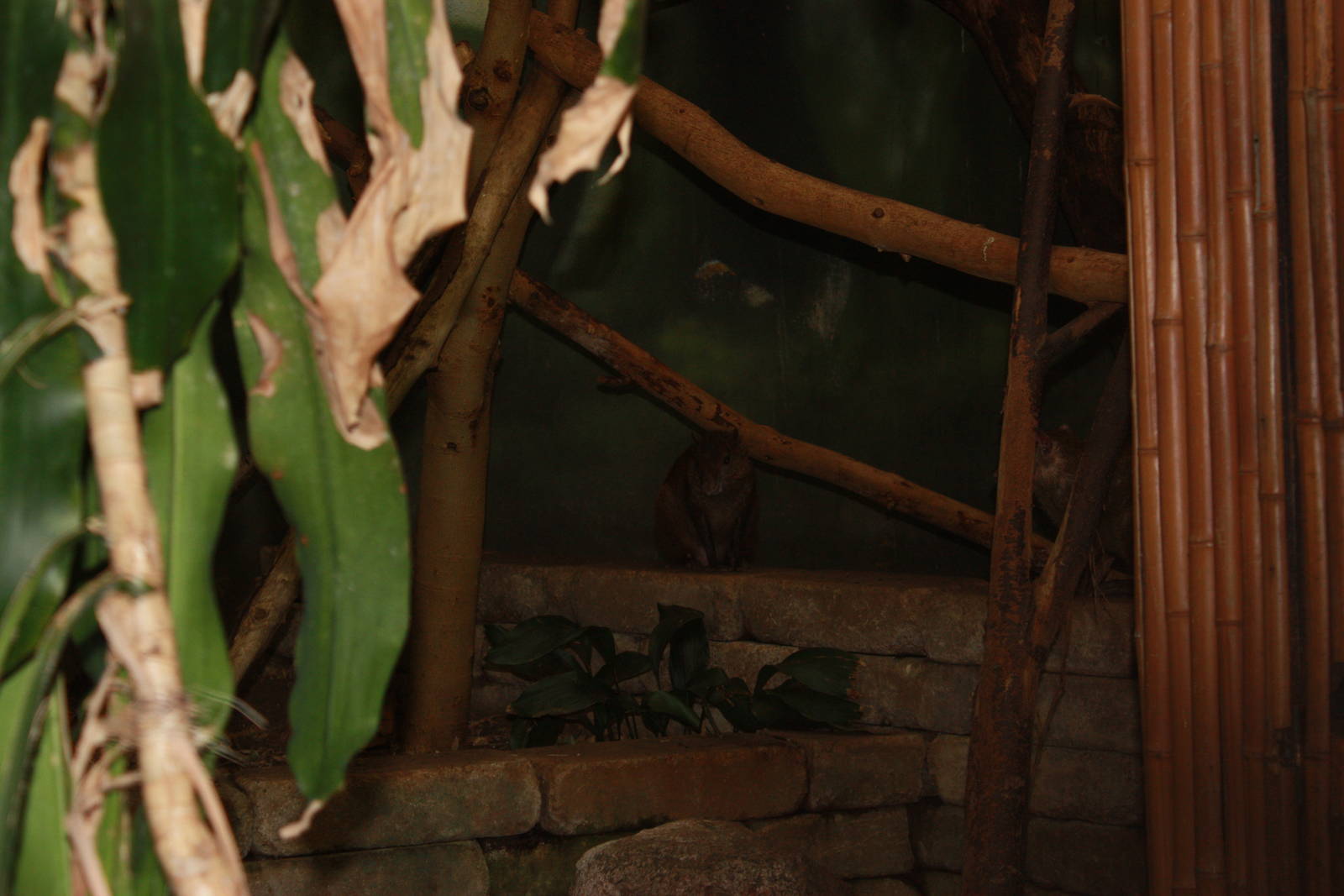 South American Rainforest- Brazilian Agouti