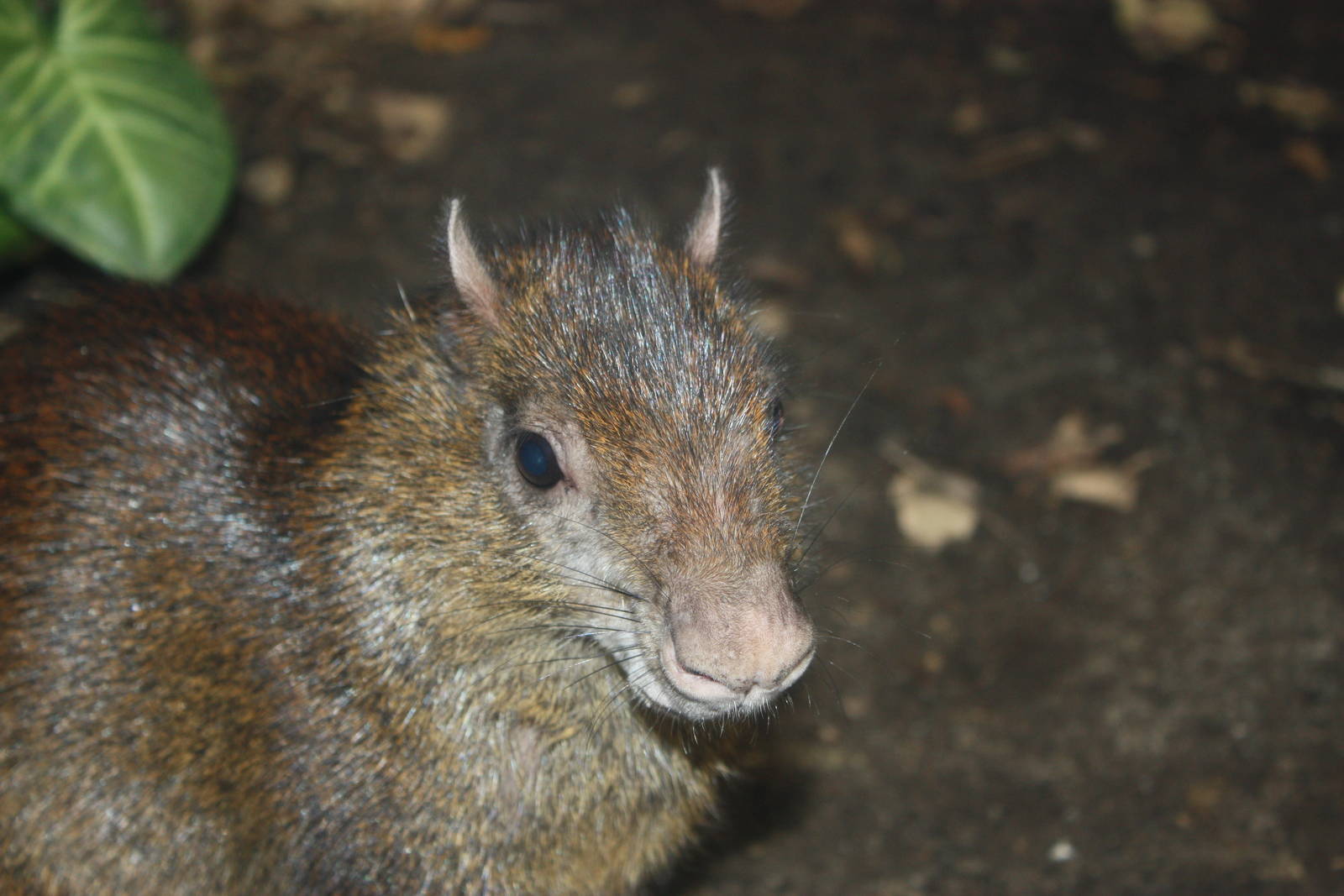South American Rainforest- Brazilian Agouti