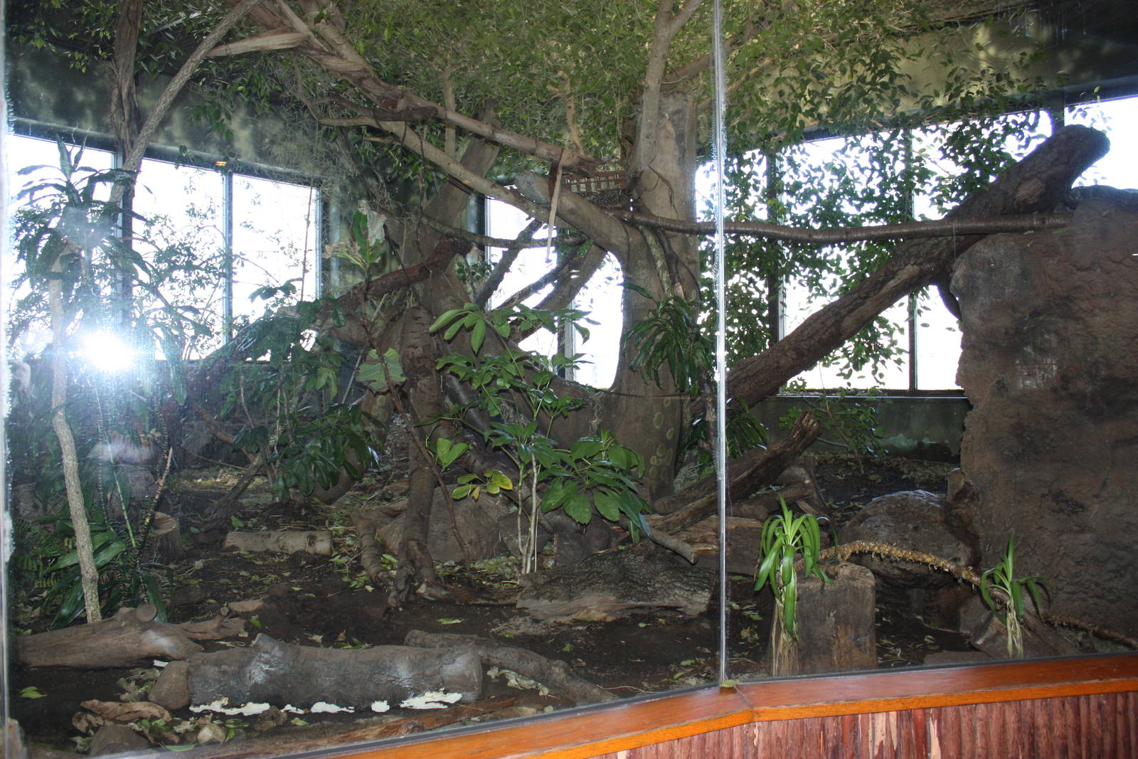 South American Rainforest- Brazilian Ocelot Exhibit