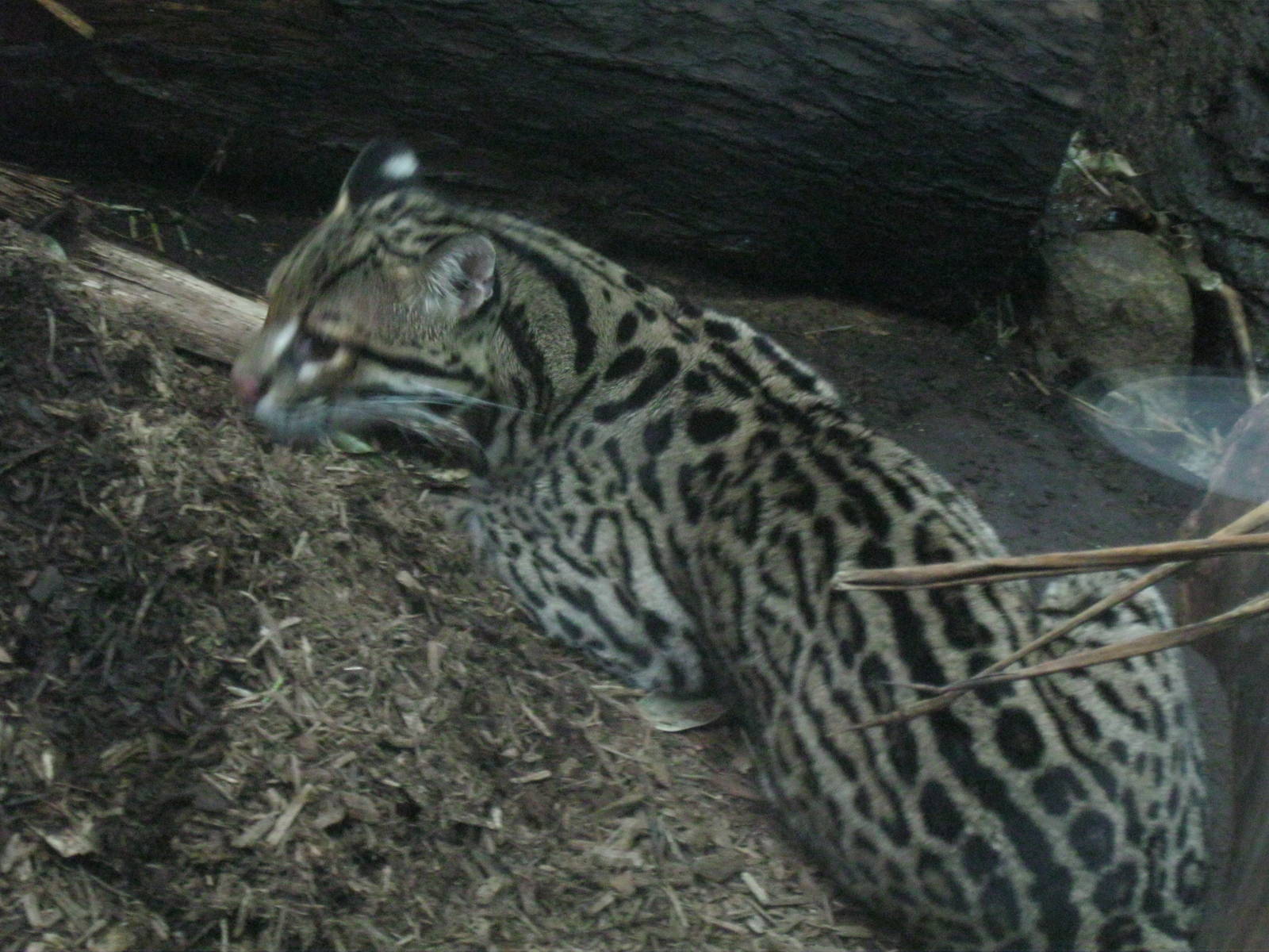South American Rainforest- Brazilian Ocelot
