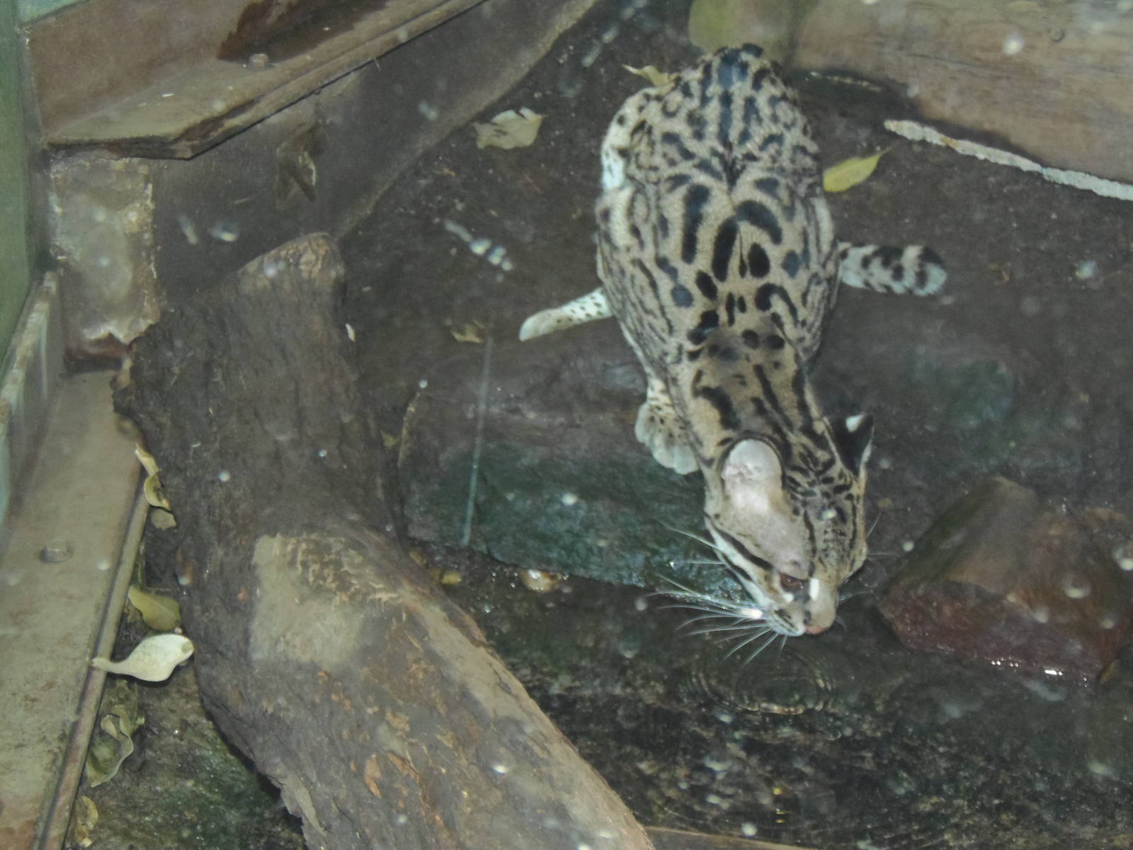 South American Rainforest- Brazilian Ocelot