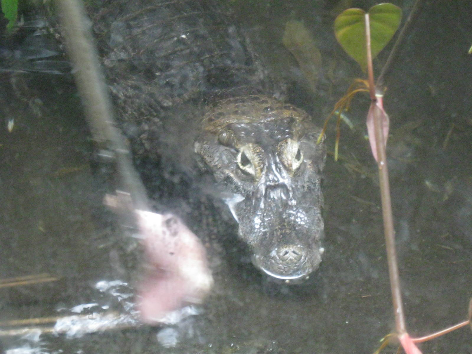 South American Rainforest- Caiman Feeding