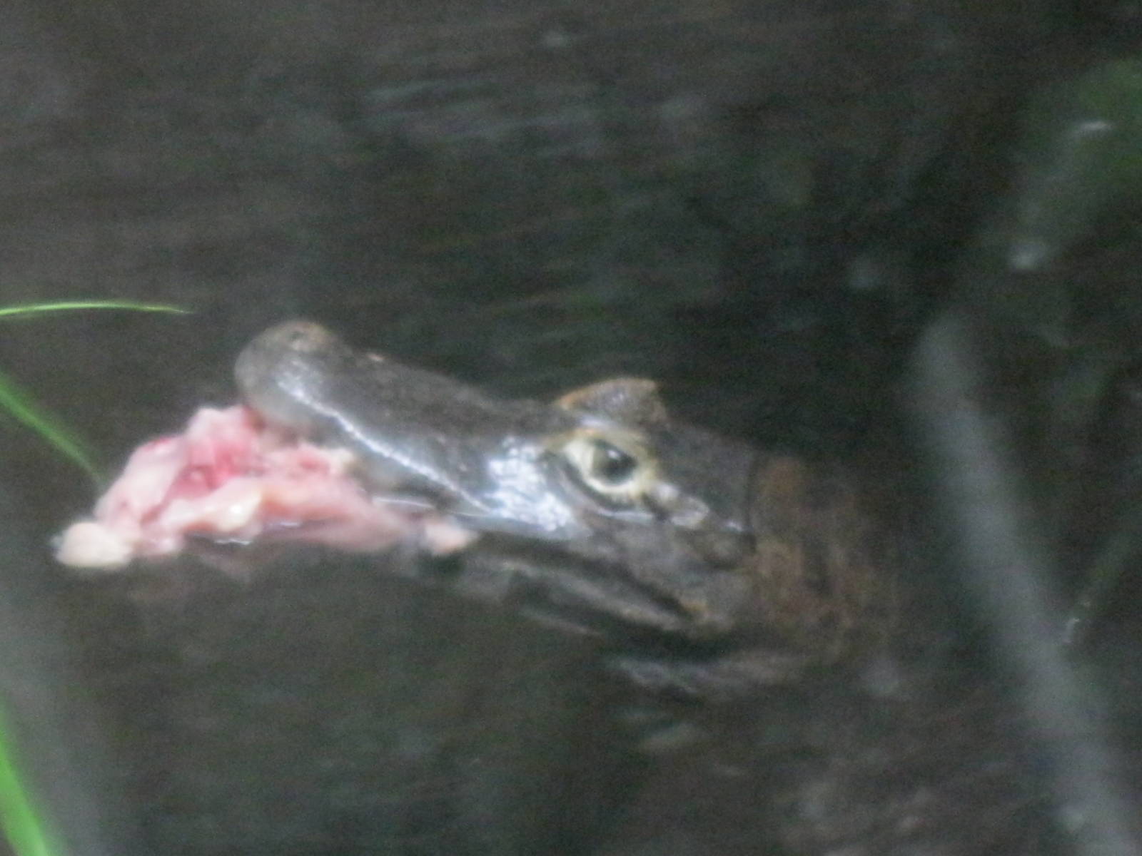South American Rainforest- Caiman Feeding