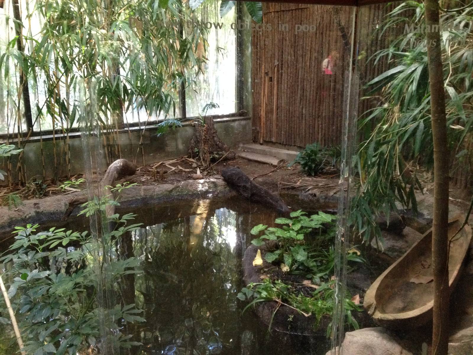 South American Rainforest- Caiman/Turtle Exhibit