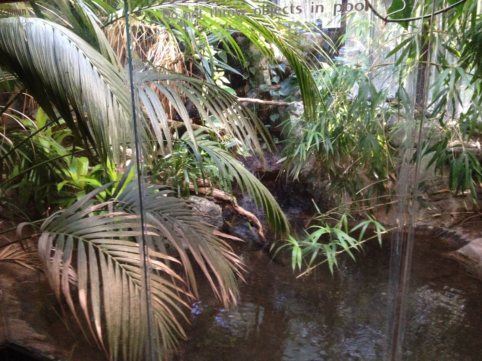 South American Rainforest- Caiman/Turtle Exhibit