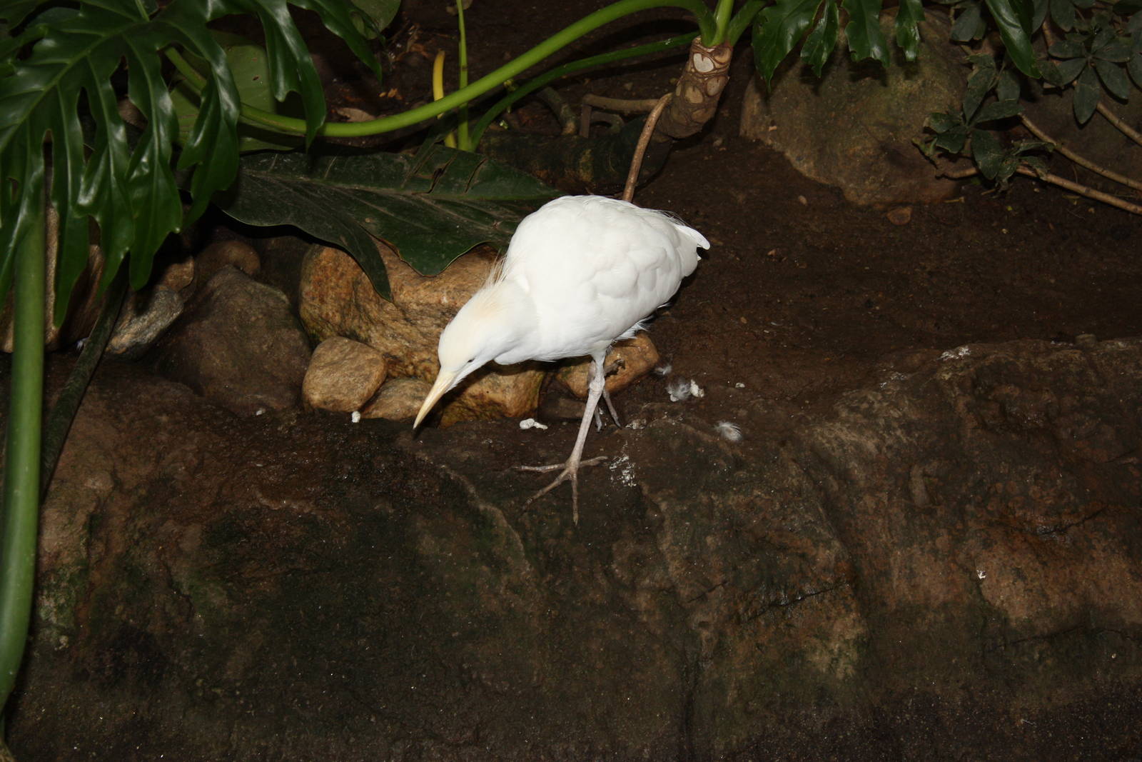 South American Rainforest- Cattle Egret