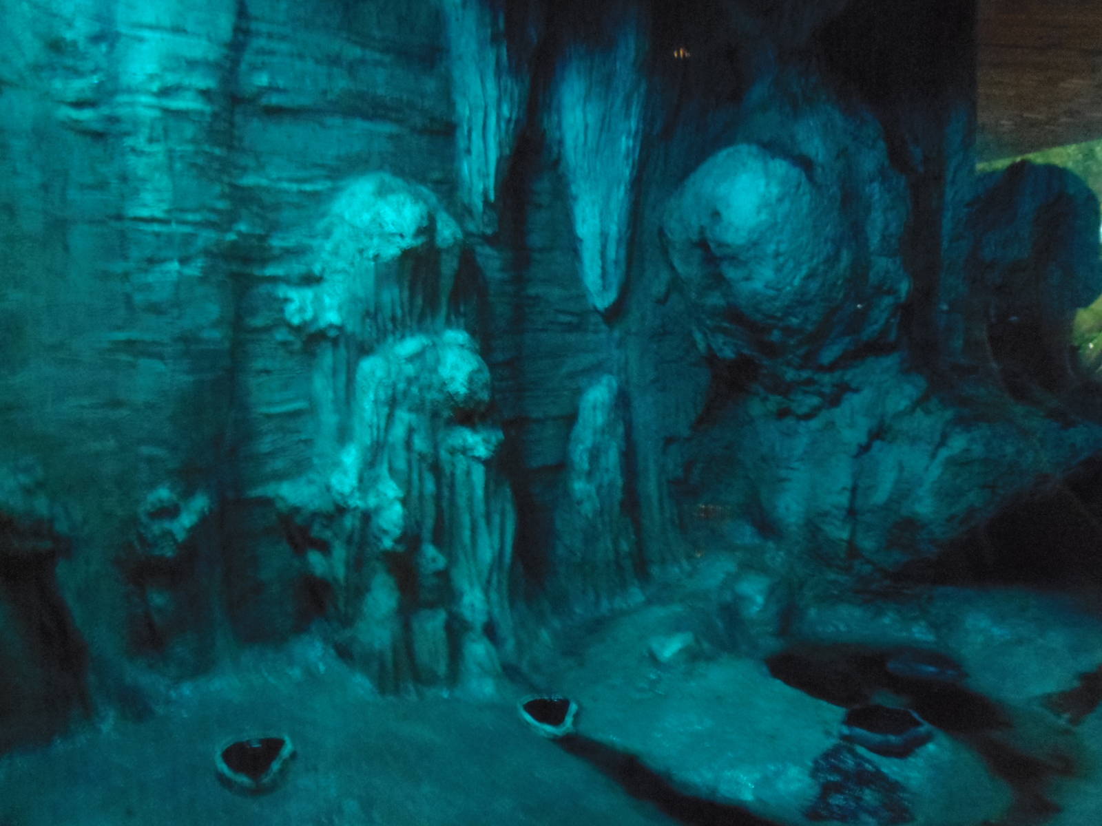 South American Rainforest- Common Vampire Bat Exhibit