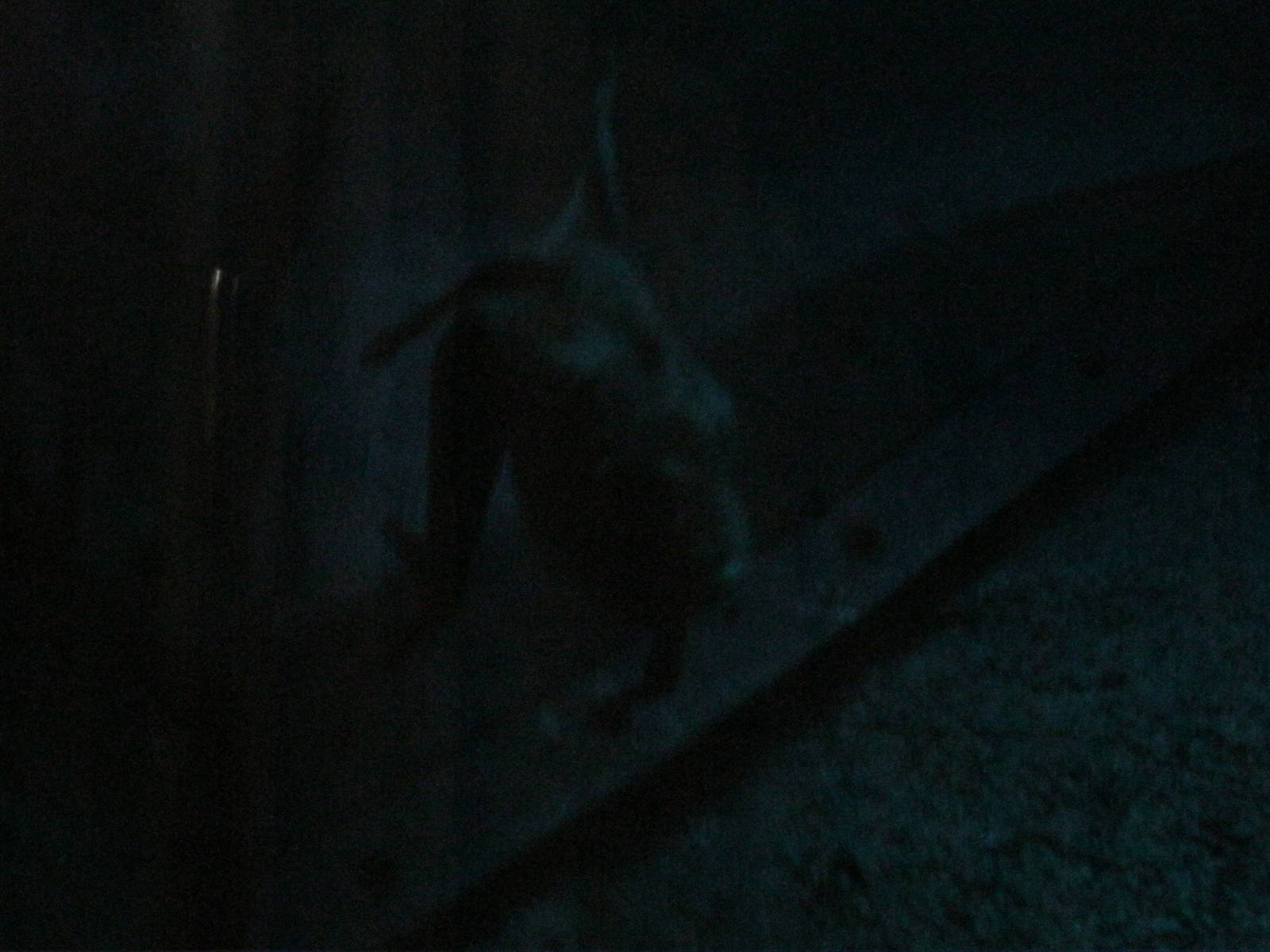 South American Rainforest- Common Vampire Bat